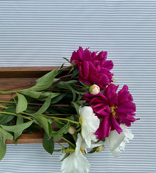 Picnic Sundance Stripe - Gray